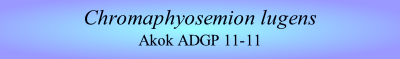 Chromaphyosemion lugens
Akok ADGP 11-11
