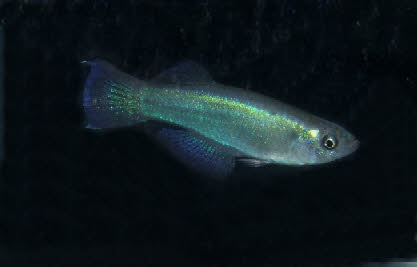 Procatopus aberrans