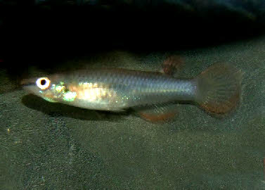 Aplocheilus panchax panchax