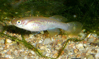 Fundulopanchax  kribianus