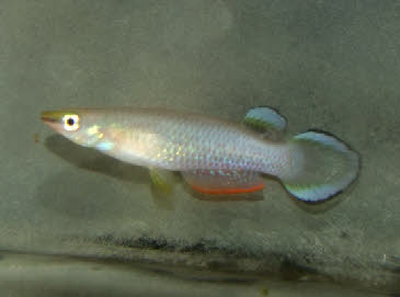 Aplocheilus panchax panchax