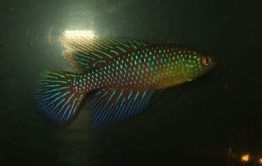 Hypsolebias  fulminantis