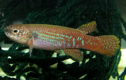 Laimosemion geayi Laimosemion geayi