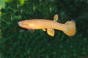 Laimosemion  leticia