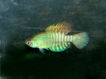 Hypsolebias flammeus