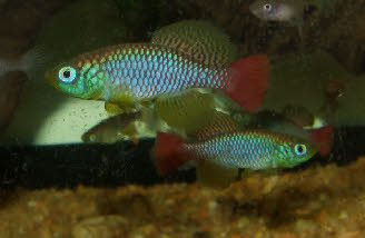 Nothobranchius foerschi