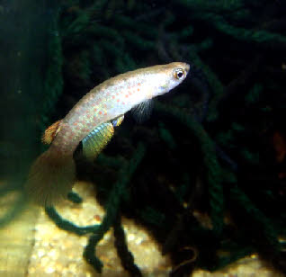 Anablepsoides ornatus