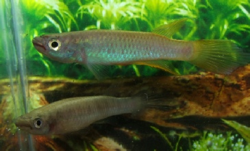 Epiplatys infrafasciatus du groupe Epiplatys sexfasciatus