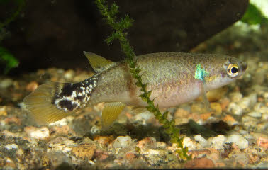 Rivulus cylindraceus