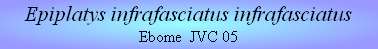 Epiplatys infrafasciatus infrafasciatus
Ebome  JVC 05
