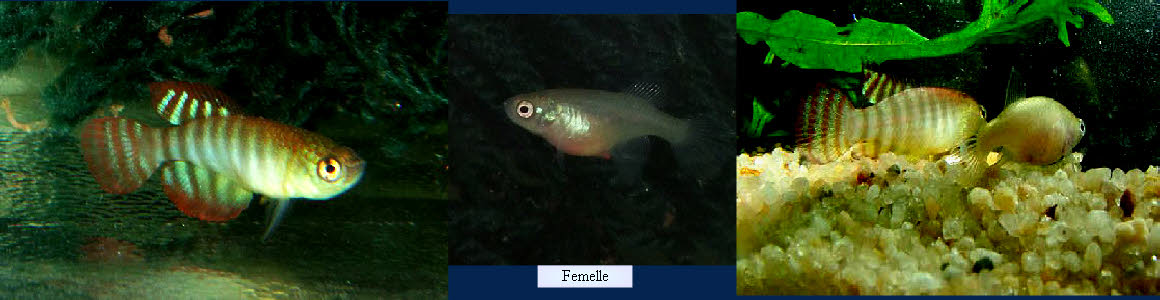 Hypsolebias  fasciatus