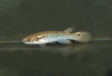 Melanirivulus sp Cocalinho