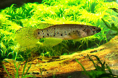 Epiplatys sp. Malele Pointe Noire RDCC 12