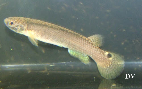 Rivulus urophthalmus