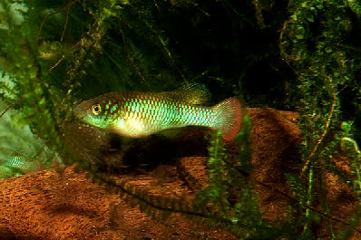 Nothobranchius southern Kenya