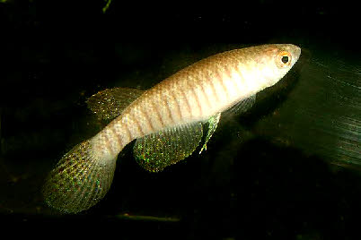 Gnatholebias zonatus