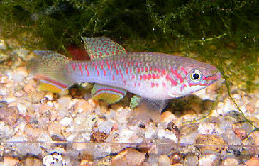 Fundulopanchax rubrolabialis