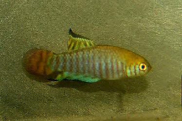 Simpsonichthys cholopteryx