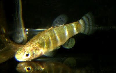 Aphanius anatoliae anatoliae