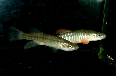 Fundulus zebrinus 