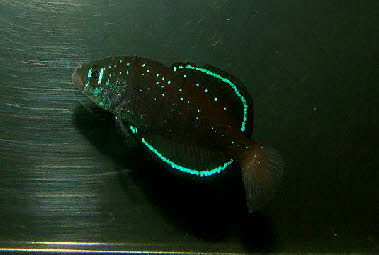 Spectrolebias costai