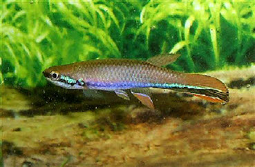 Laimosemion(Rivulus) xiphidius Laimosemion(Rivulus) xiphidius