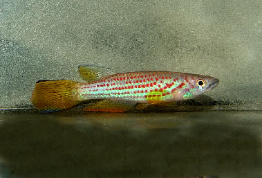 Epiplatys ansorgii