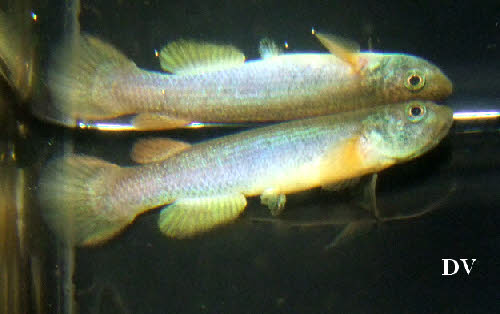 Rivulus urophthalmus