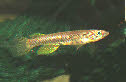 Epiplatys sp. Lake Fwa