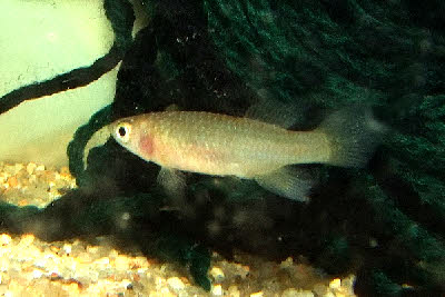 Nothobranchius  ruudwildekampi