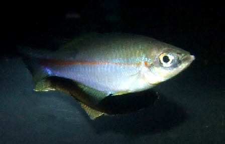 Plataplochilus miltotaenia