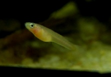 Aphyosemion franzwerneri