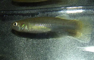 Fundulus cingulatus