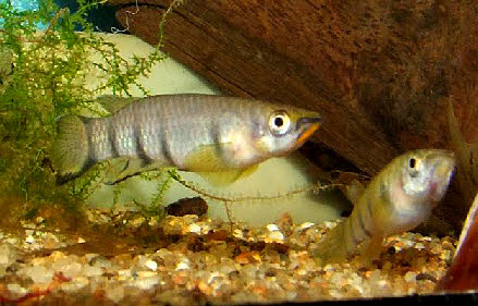 Epiplatys dageti monroviae