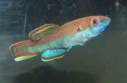 Callopanchax sidibei