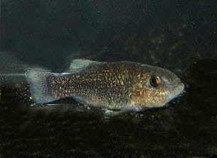 Cyprinodon elegans