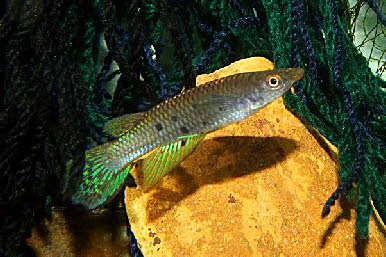 Aplocheilus dayi Aplocheilus dayi