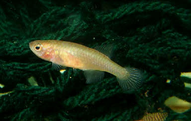 Notholebias  fractifasciatus