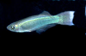 Procatopus aberrans