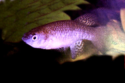 Austrofundulus limnaeus