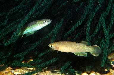 Pachypanchax sparksorum