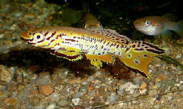 Fundulopanchax  kribianus