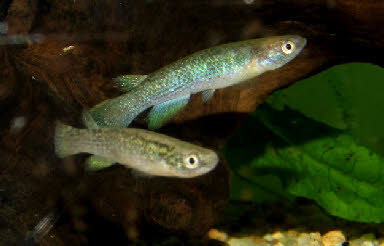 Rivulus aff. cearensis