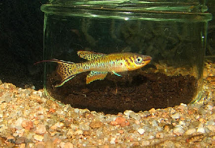 Fundulopanchax arnoldi