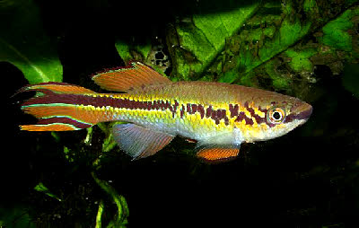 Fundulopanchax deltaensis