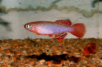 Nothobranchius flammicomantis