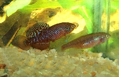 Nothobranchius  rosenstocki