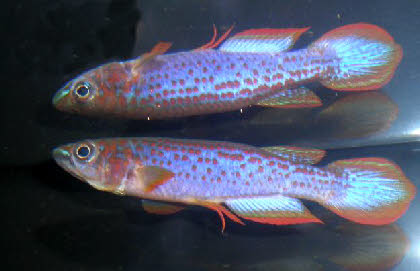 Epiplatys lamottei