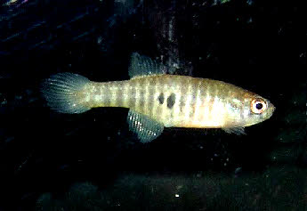 Simpsonichthys boitonei