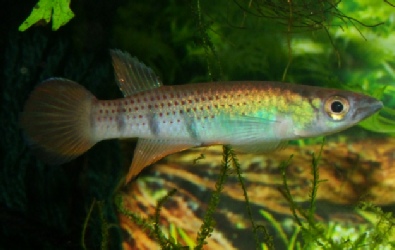 Epiplatys infrafasciatus du groupe Epiplatys sexfasciatus